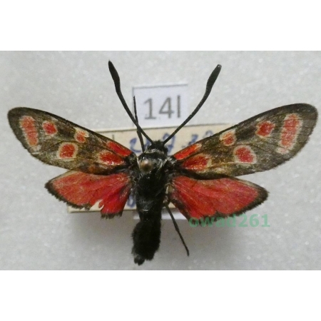 Zygaena carniolica (Scopoli, 1763) Czech14l